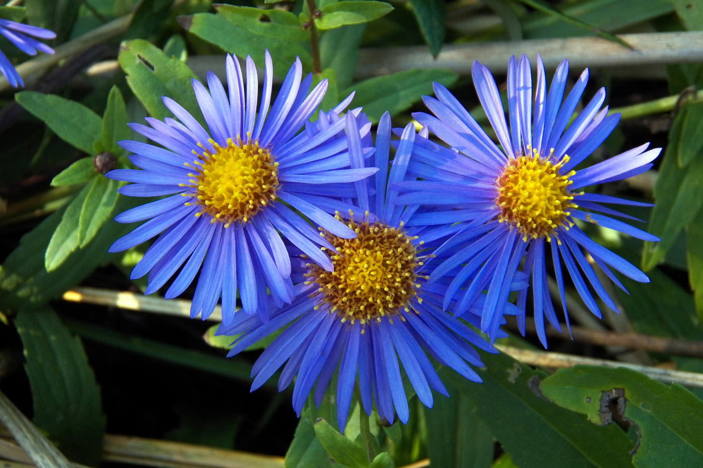 Image of Aster maackii specimen.