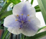 Tradescantia virginiana. Цветок. Республика Татарстан, г. Казань, Успенский Зилантов монастырь, цветник. 18.06.2015.