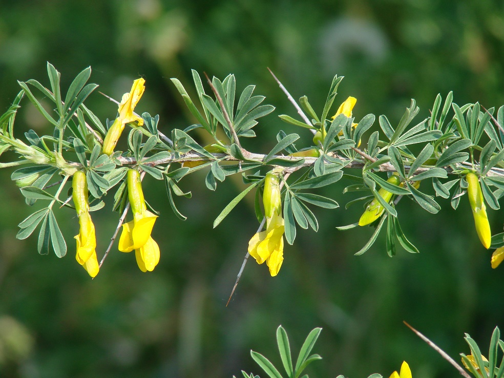 Изображение особи Caragana spinosa.