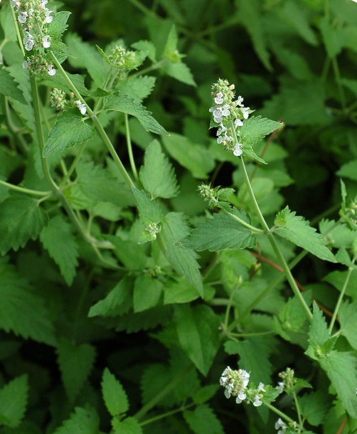 Image of Nepeta cataria specimen.