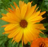 Calendula officinalis. Соцветие. Тверская обл., Весьегонск, в культуре. 2 июля 2016 г.