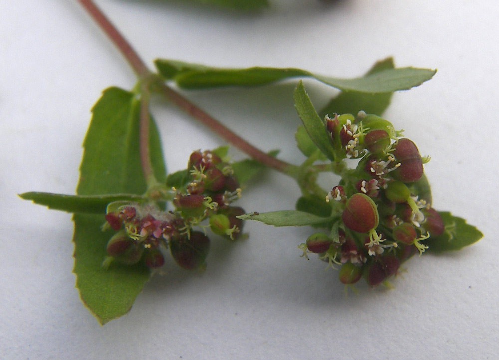 Изображение особи Euphorbia nutans.