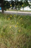 Tragopogon podolicus. Цветущее растение. Украина, г. Запорожье, ул. Юности. 18.06.2016.