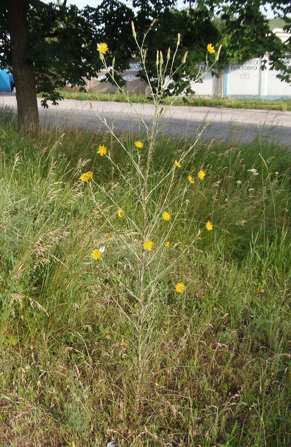 Image of Tragopogon podolicus specimen.