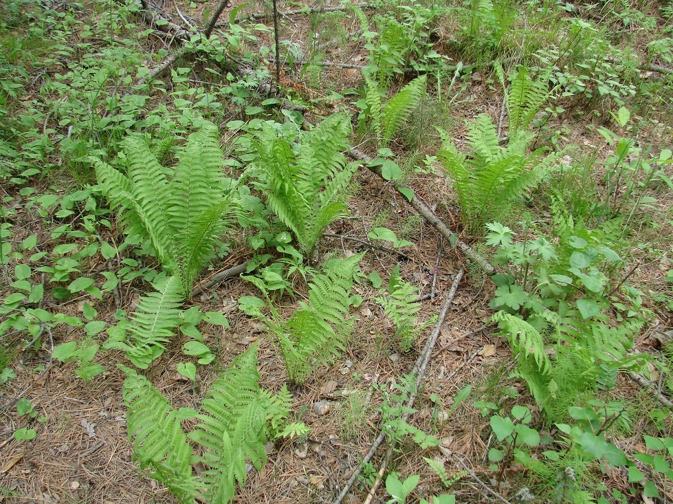 Image of Matteuccia struthiopteris specimen.