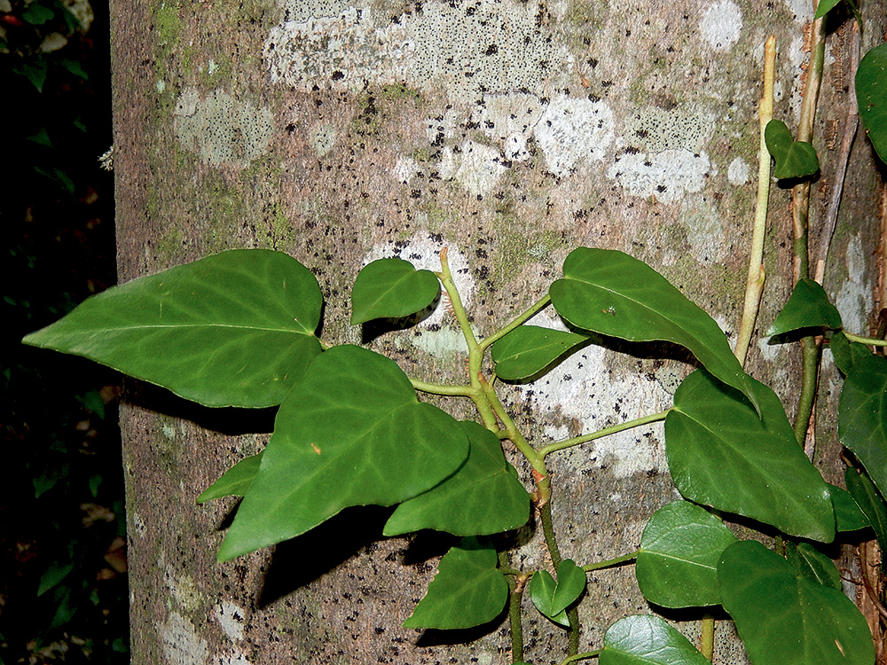 Image of Hedera colchica specimen.