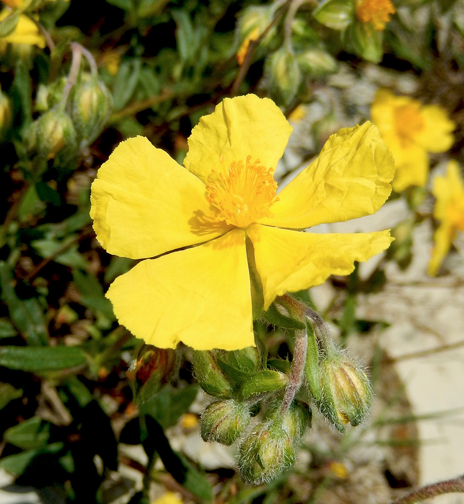 Image of Helianthemum ovatum specimen.