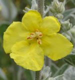 Verbascum undulatum