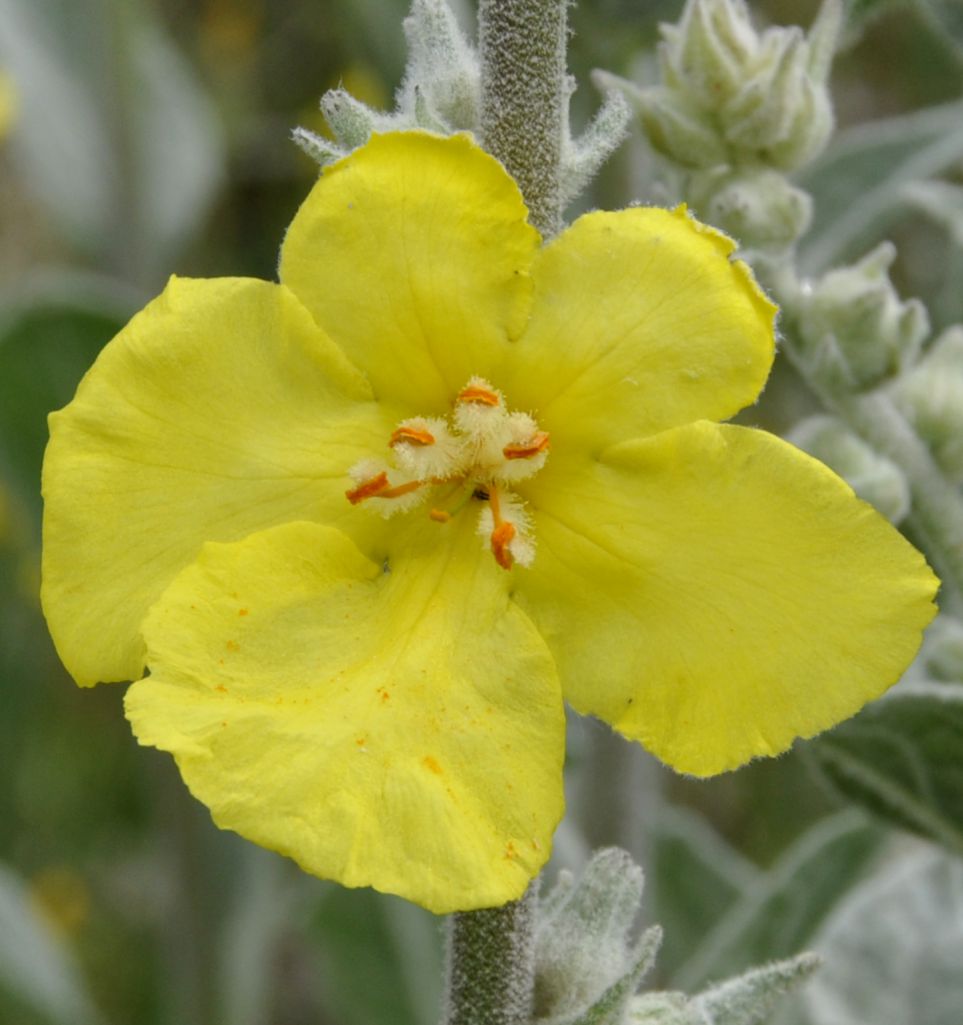 Image of Verbascum undulatum specimen.