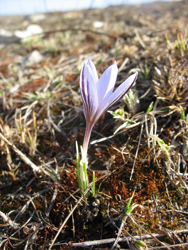 Image of Crocus reticulatus specimen.