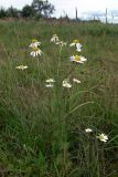 Tripleurospermum inodorum