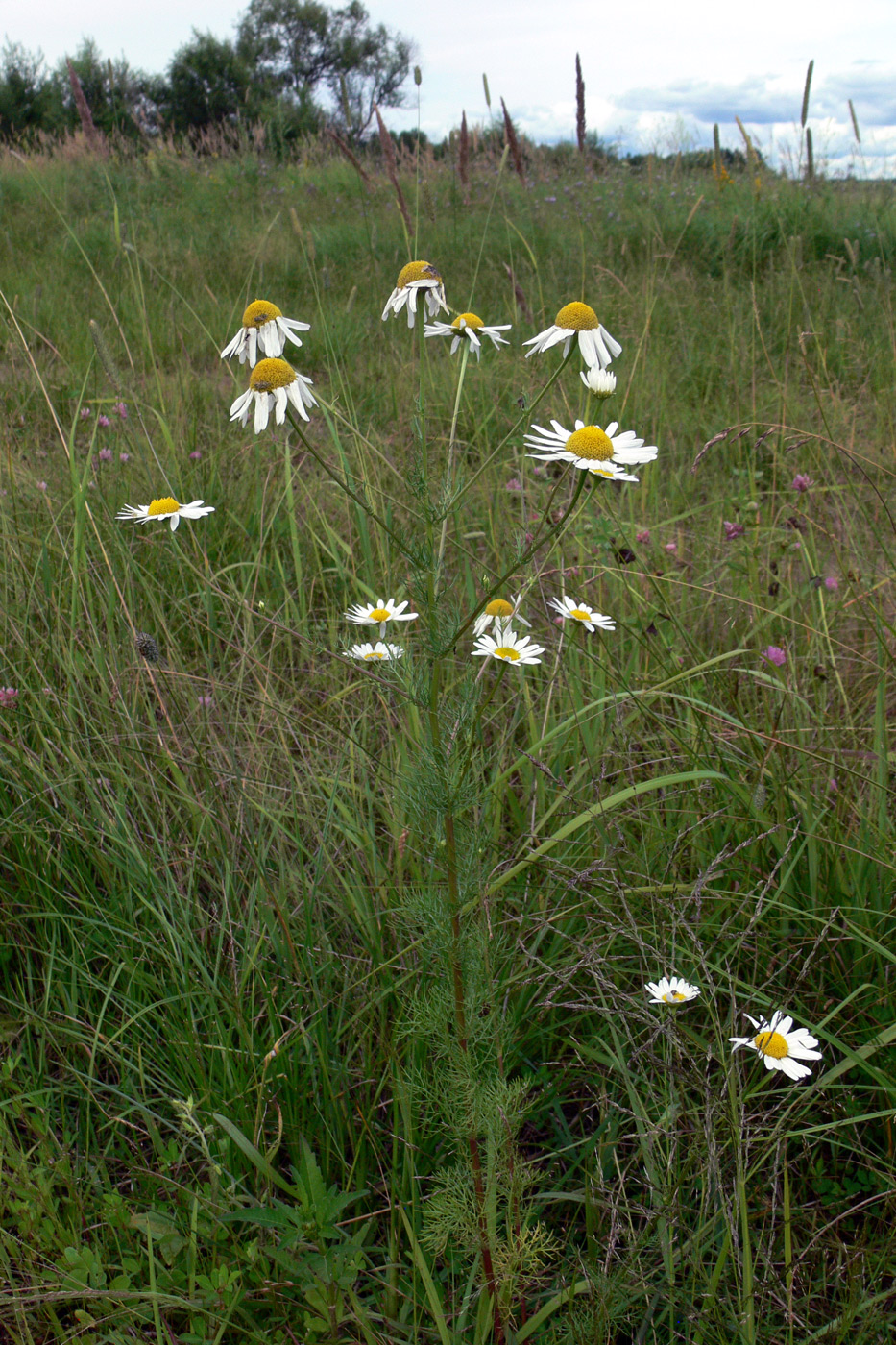 Изображение особи Tripleurospermum inodorum.