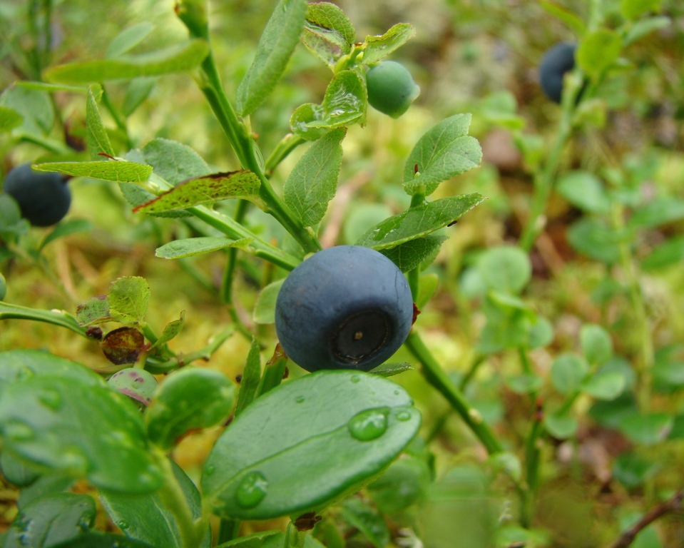 Изображение особи Vaccinium myrtillus.