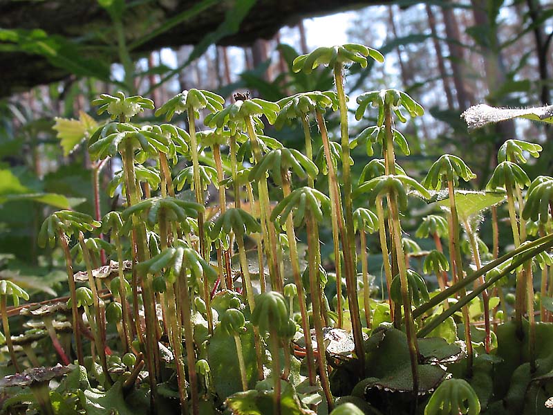 Image of Marchantia polymorpha specimen.