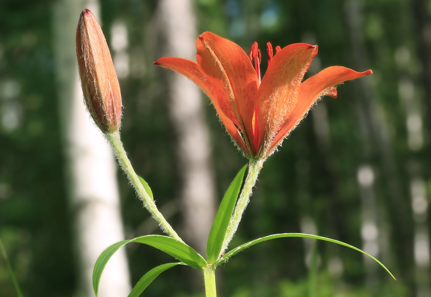 Image of Lilium pensylvanicum specimen.