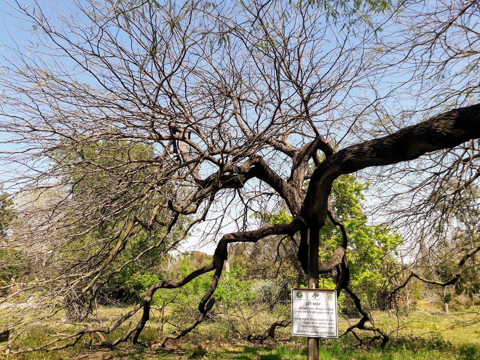 Image of Prosopis alba specimen.