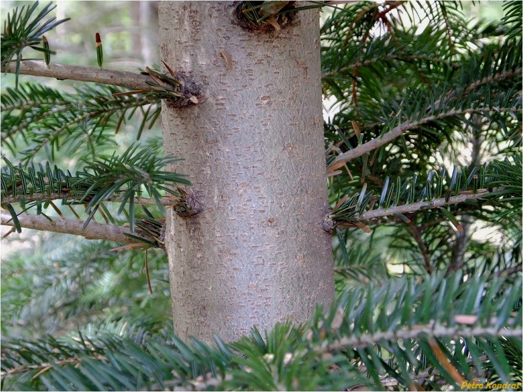 Изображение особи Abies alba.