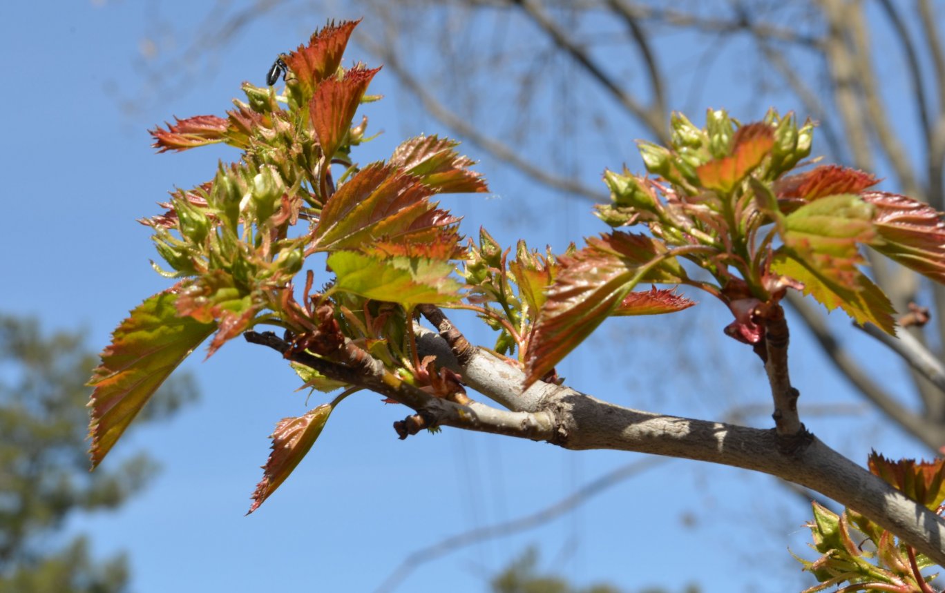 Изображение особи Crataegus ellwangeriana.