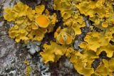 Xanthoria parietina