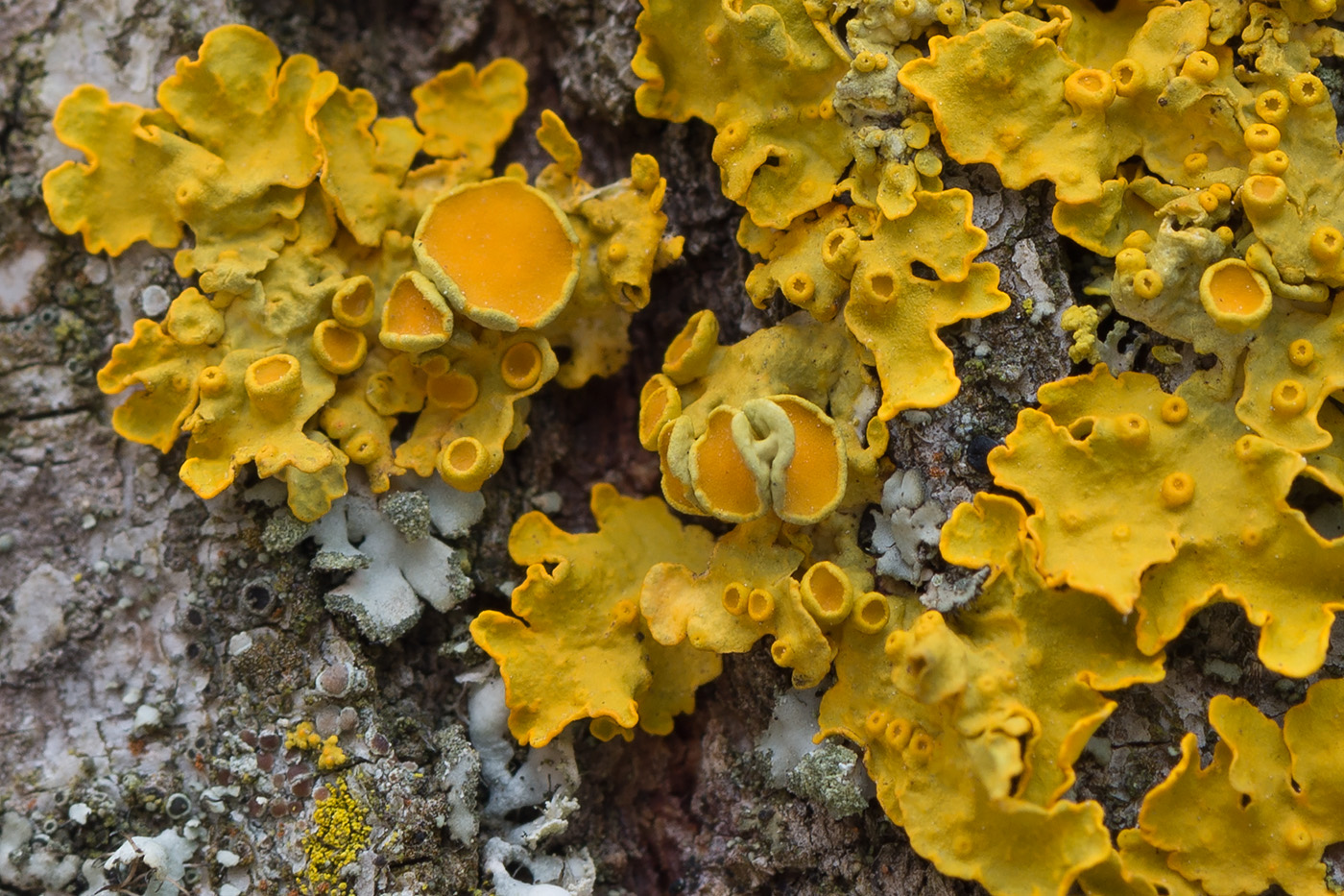 Image of Xanthoria parietina specimen.