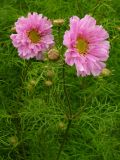 Cosmos bipinnatus