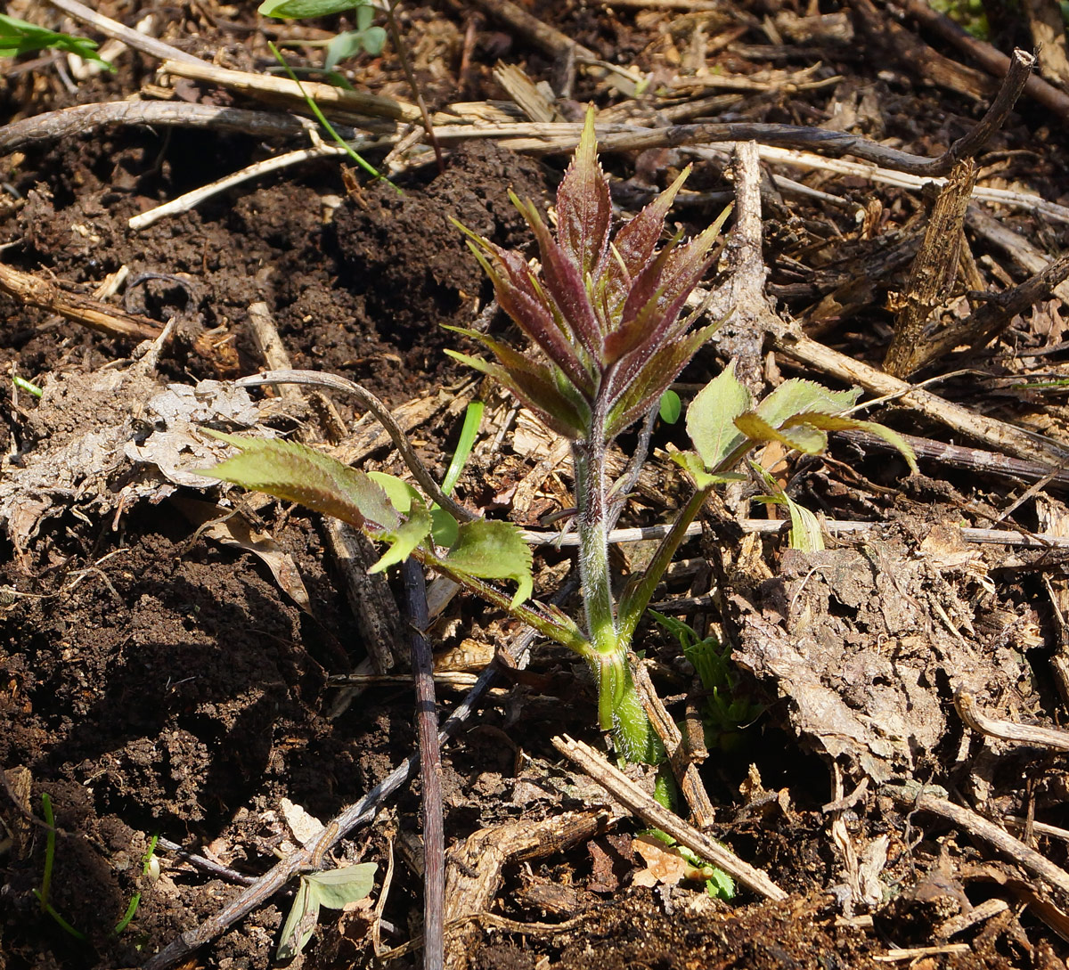 Изображение особи Sambucus sibirica.