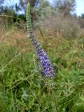 Veronica spicata