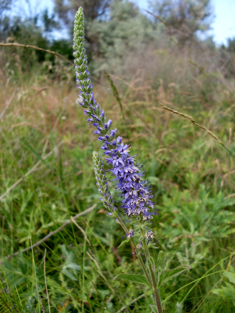 Изображение особи Veronica spicata.