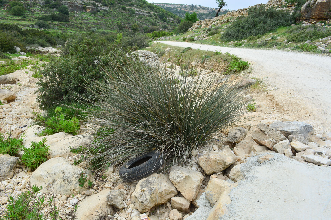 Изображение особи Juncus acutus.