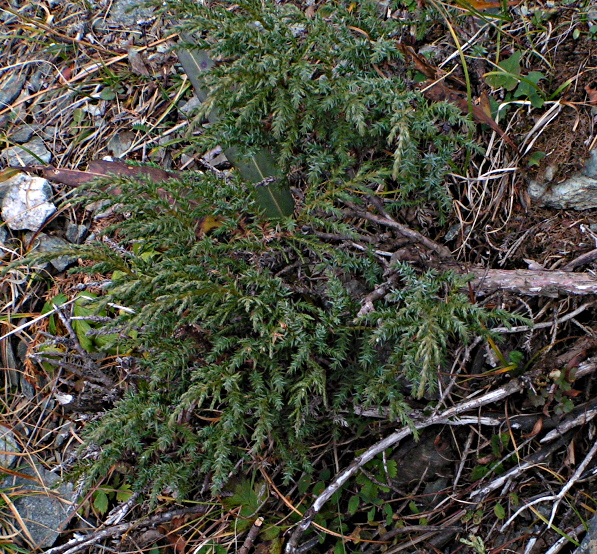 Image of Juniperus sabina specimen.