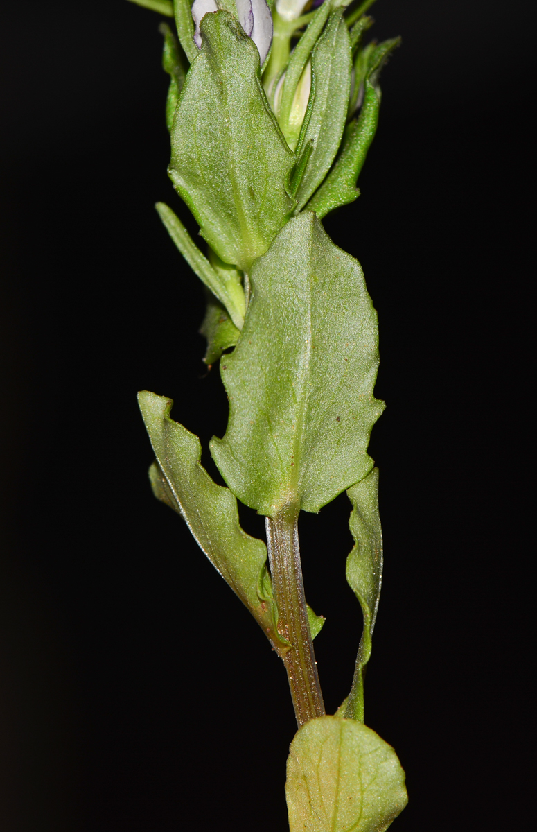 Image of Legousia speculum-veneris specimen.
