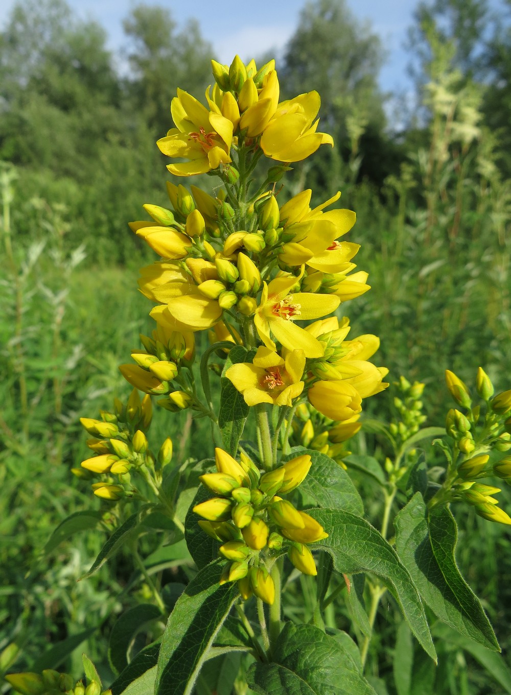 Изображение особи Lysimachia vulgaris.