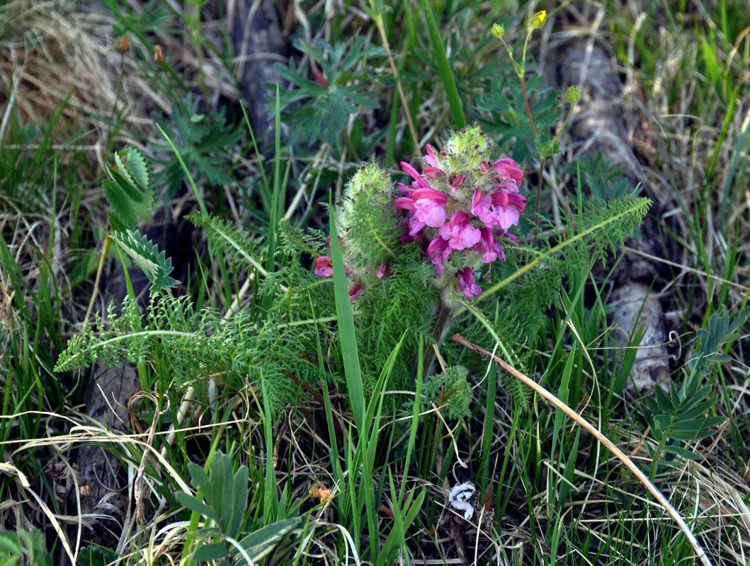 Изображение особи Pedicularis rubens.