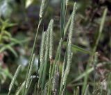 Phleum pratense