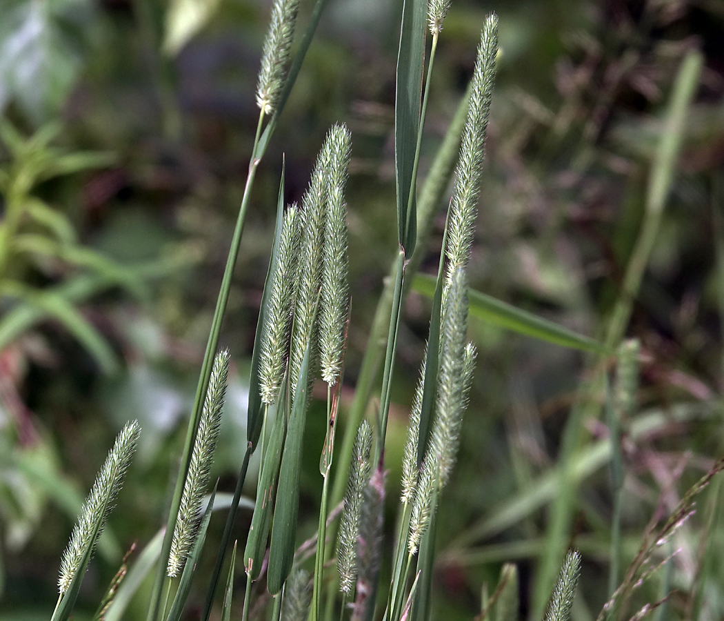 Image of Phleum pratense specimen.