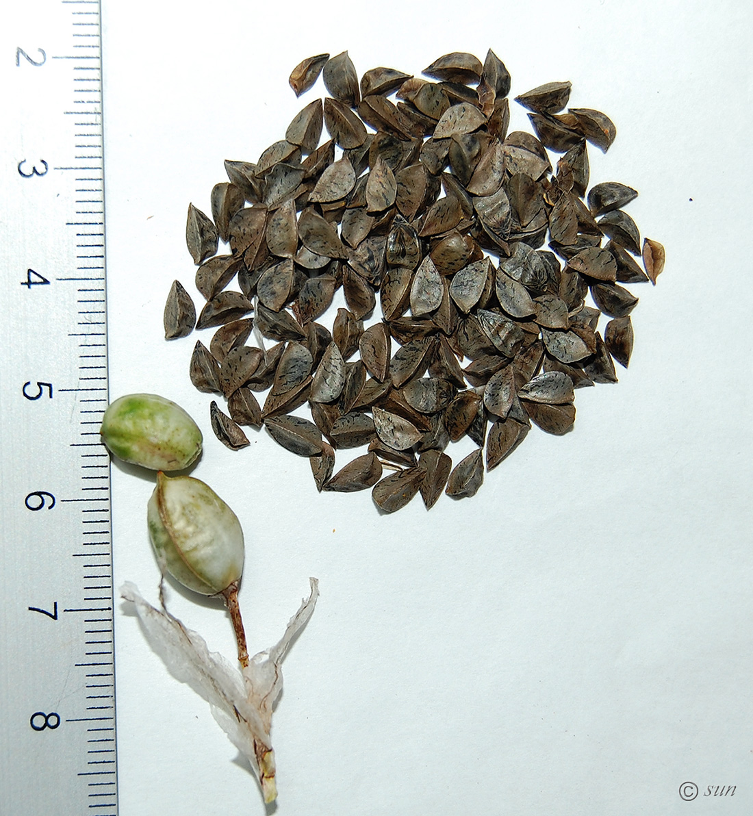 Image of Asphodeline taurica specimen.