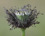 Papaver rhoeas