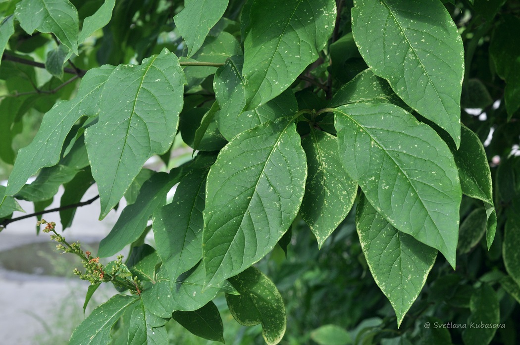 Image of Syringa × henryi specimen.
