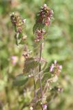 Ballota nigra