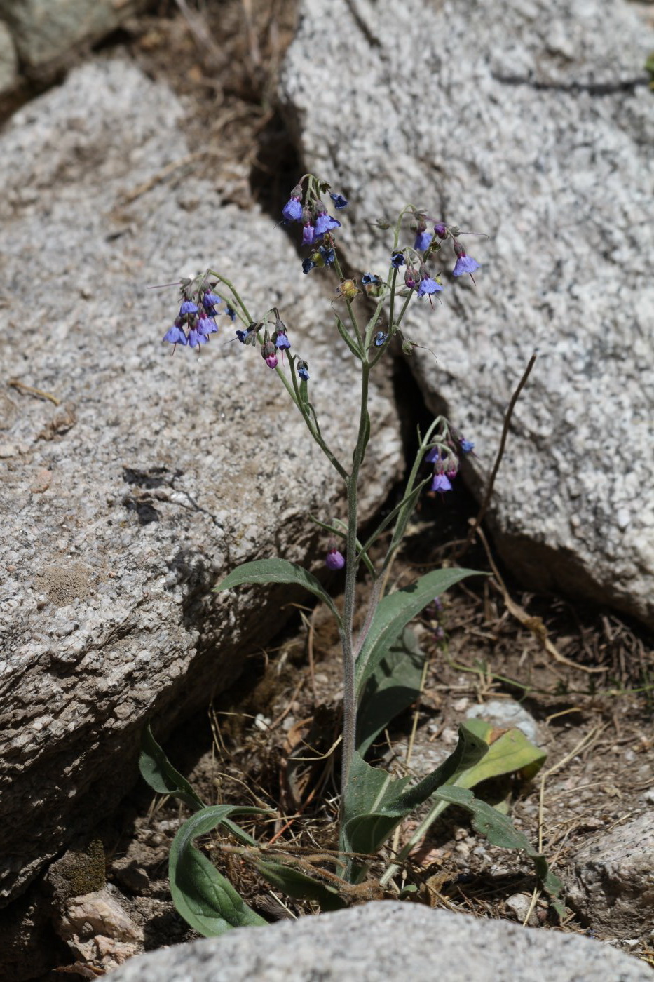 Изображение особи Lindelofia macrostyla.