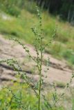 Atriplex patula