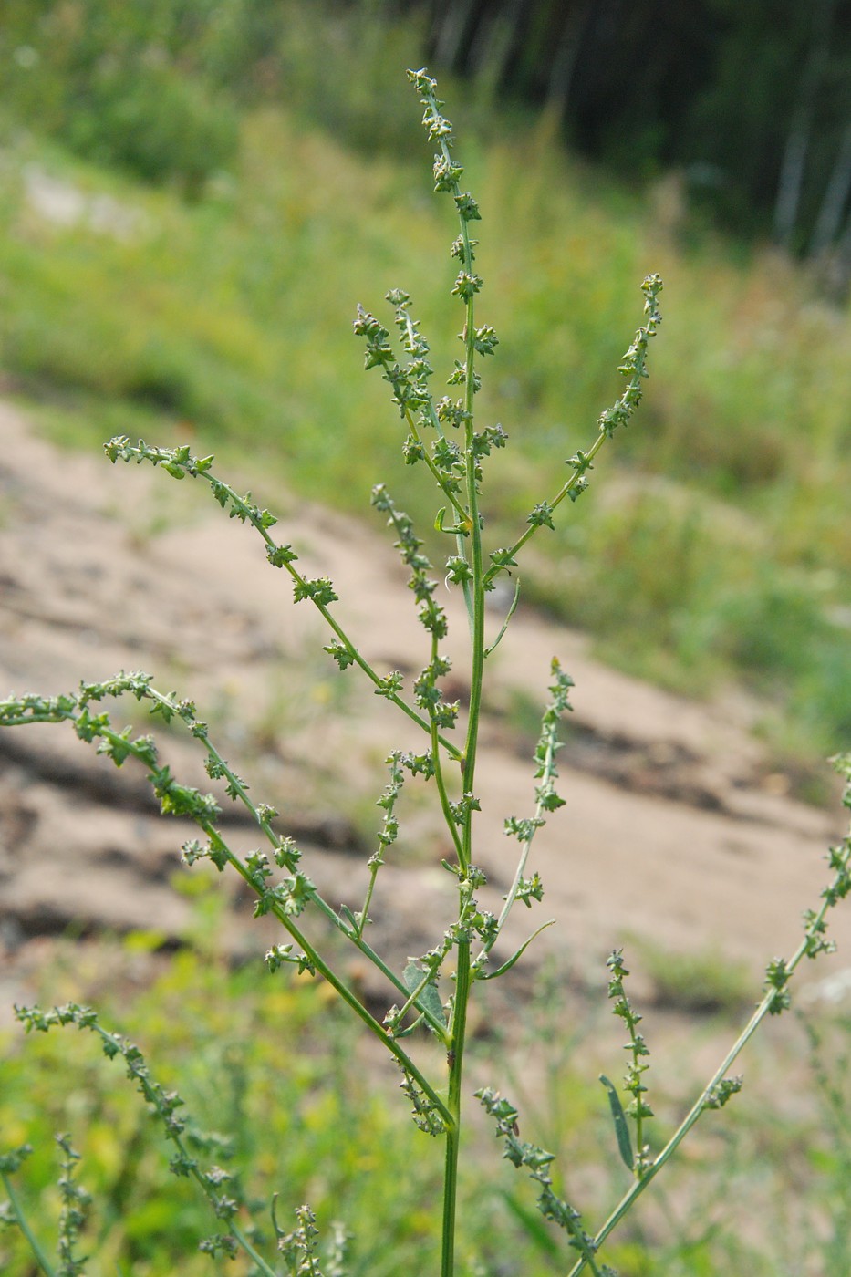 Изображение особи Atriplex patula.