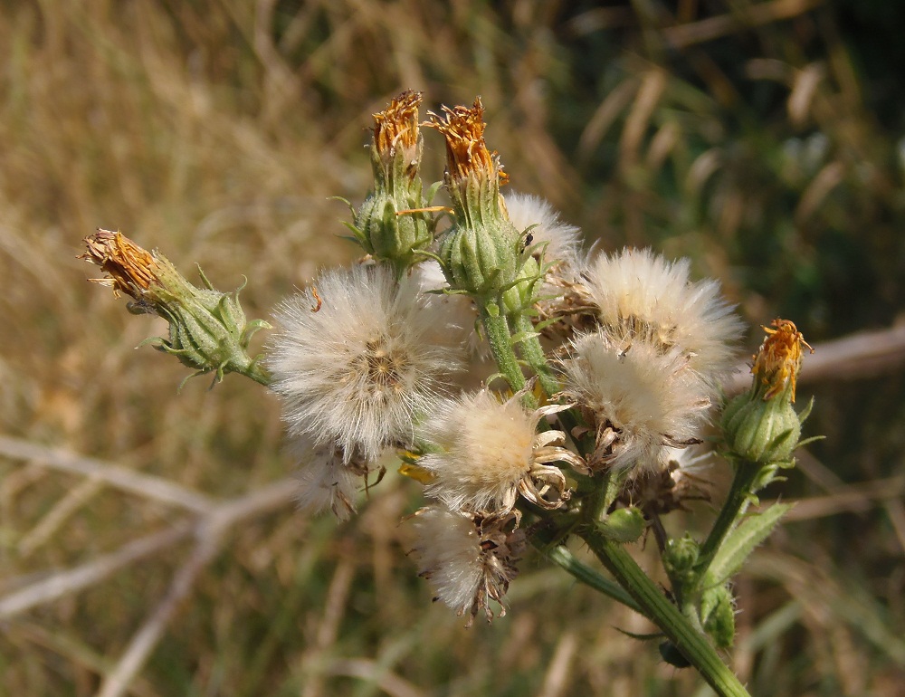 Image of Picris hieracioides specimen.