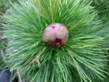 Paeonia tenuifolia. Верхушка побега с листьями и бутоном. Украина, Черкасская обл., Каневский р-н, Региональный ландшафтный парк \"Трахтемиров\", участок восстановленной степи, завезённой из Донецкой обл. 24 апреля 2010 г.