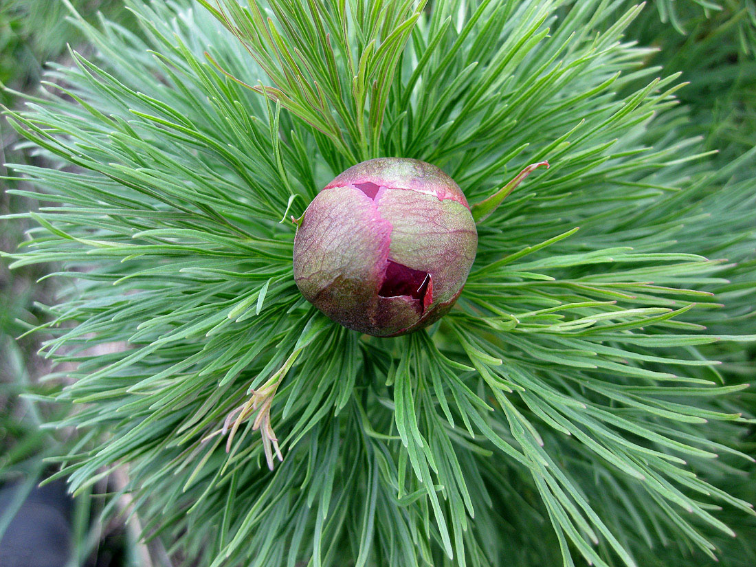 Изображение особи Paeonia tenuifolia.