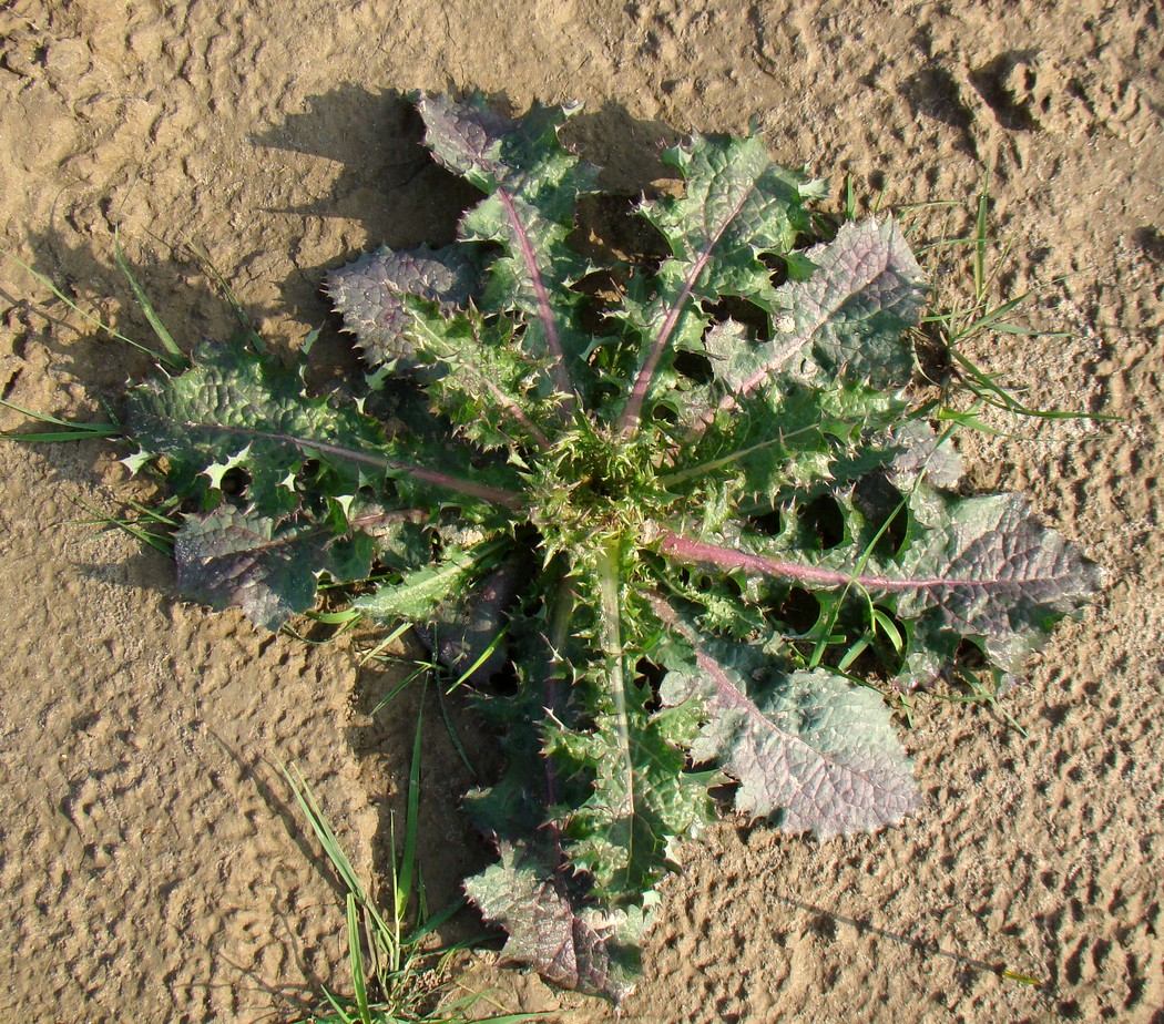 Image of Sonchus asper specimen.