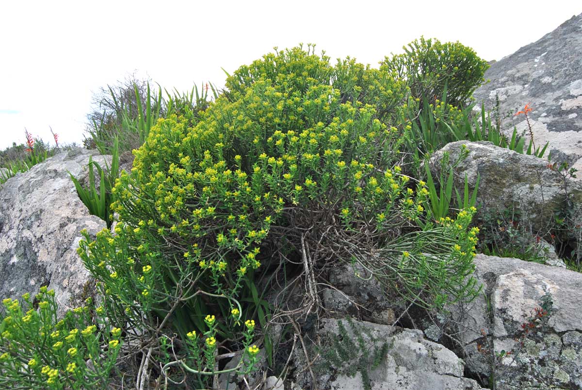 Изображение особи Euphorbia mauritanica.