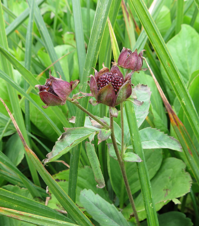 Image of Comarum palustre specimen.