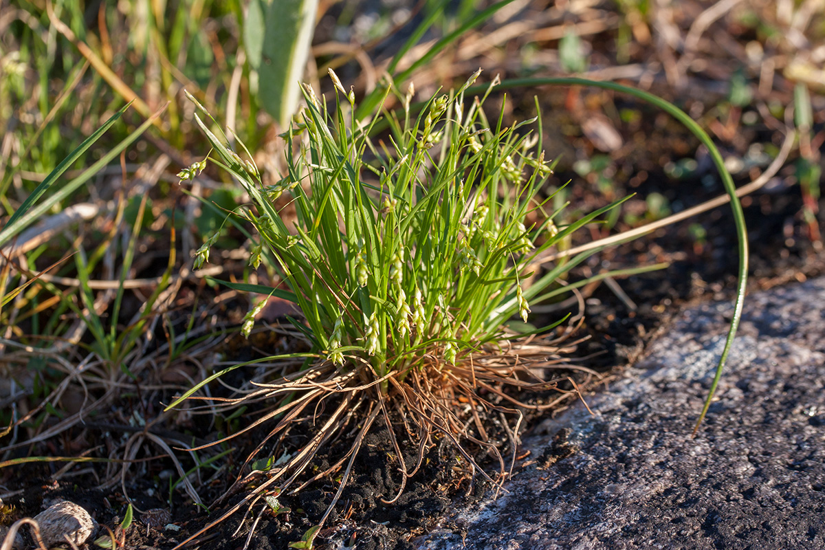 Изображение особи Carex capillaris.