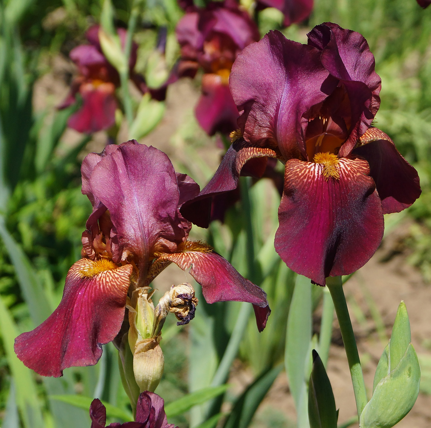 Изображение особи Iris &times; hybrida.